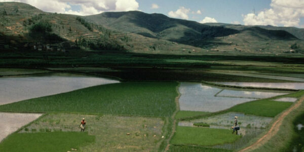 L’agriculture irriguée constitue un moteur majeur de la transmission du paludisme au sud-est de Madagascar (Photo : IRD - Michel Grouzis)
