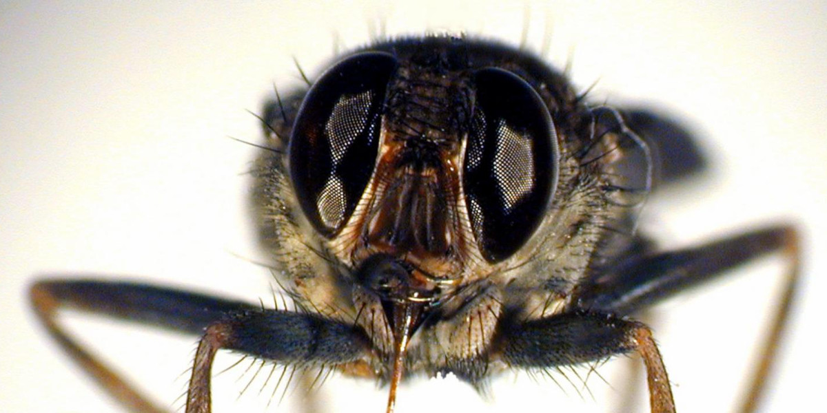 Human African trypanosomiasis is linked to the action of a parasite inoculated by the bite of hematophagous insects (photo: IRD - Michel Dukhan)