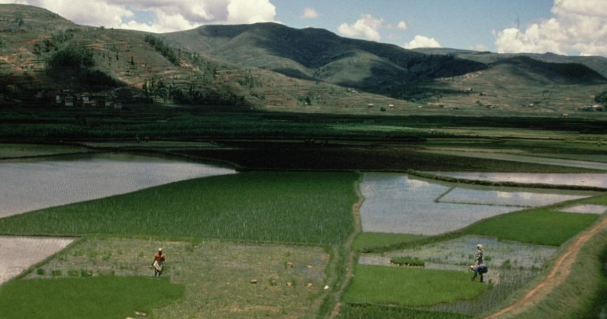L’agriculture irriguée constitue un moteur majeur de la transmission du paludisme au sud-est de Madagascar (Photo : IRD - Michel Grouzis)