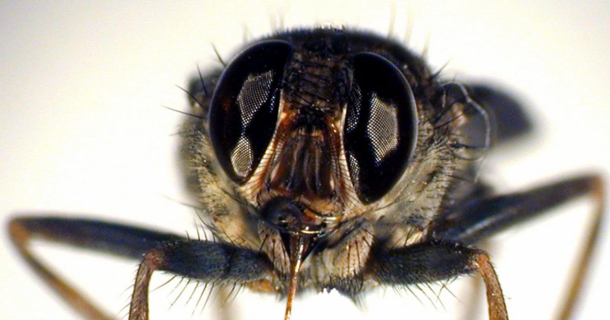 Human African trypanosomiasis is linked to the action of a parasite inoculated by the bite of hematophagous insects (photo: IRD - Michel Dukhan)